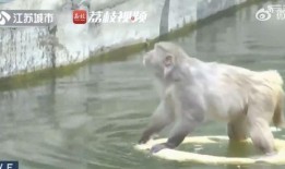 霸凌者吃瓜,揭秘校园霸凌背后的惊人真相