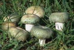 八组吃瓜菌,揭秘娱乐圈幕后故事