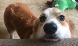 bubble吃瓜,揭秘娱乐圈的甜蜜与苦涩