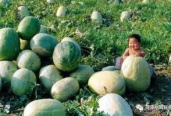 二万吃瓜,揭秘娱乐圈背后的那些事儿