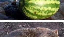 旁人只知道吃瓜,揭秘“吃瓜群众”背后的社会现象