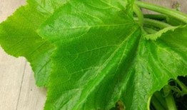 铁娃吃瓜,揭秘娱乐圈幕后故事