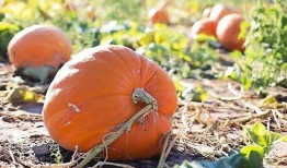 梦见吃不好瓜,吃不好瓜背后的寓意与启示