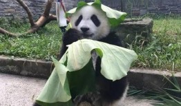 带你吃瓜奇葩熊猫,带你领略“吃瓜熊猫”的独特魅力