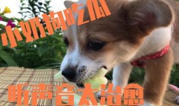 狗狗吃瓜的声音,萌态十足引网友热议