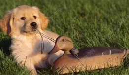 狗狗吃瓜的声音,萌态十足引网友热议