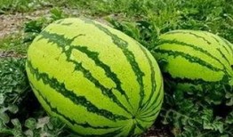 林大人吃大瓜,揭秘娱乐圈幕后风云