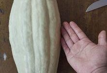 翠玉瓜的瓜叶可以吃吗,天然美食还是观赏佳品？