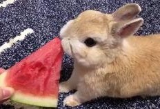 做个安静的吃瓜兔