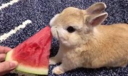 做个安静的吃瓜兔