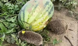 林大人吃大瓜,揭秘娱乐圈幕后风云