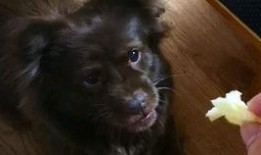 狗狗吃瓜的声音,萌态十足引网友热议