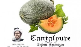 吃瓜23号,一场网络热点的背后故事