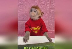 猴哥解说吃瓜,猴哥带你领略吃瓜界的欢乐盛宴