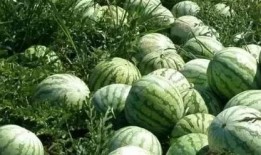 永康吃瓜事件后续情况,真相大白，后续发展及社会影响全解析