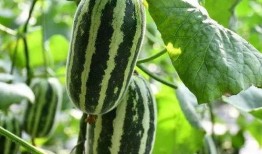 永康吃瓜事件后续情况,真相大白，后续发展及社会影响全解析