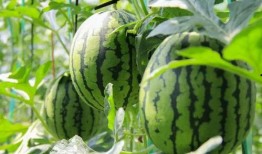 吃瓜群众基地,网络舆论场中的“瓜田”众生相