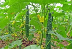 梦见多人在瓜地吃瓜,多人共享瓜田盛宴