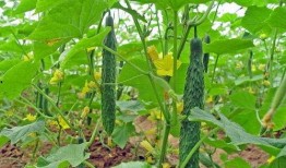 梦见多人在瓜地吃瓜,多人共享瓜田盛宴