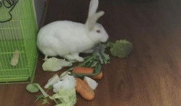 做个安静的吃瓜兔