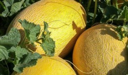 甘肃的吃瓜,探寻陇上美食之旅