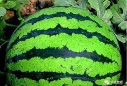 吃瓜的吃第几声,揭秘“吃瓜群众”的吃瓜奥秘