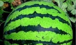 吃瓜的吃第几声,揭秘“吃瓜群众”的吃瓜奥秘