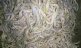 干仗吃瓜视频大全,盘点热门视频大全