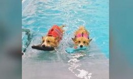 bubble吃瓜,揭秘娱乐圈的甜蜜与苦涩