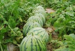 林大人吃大瓜,揭秘娱乐圈幕后风云