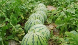 林大人吃大瓜,揭秘娱乐圈幕后风云