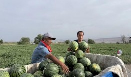 失落吃瓜完整版,揭秘娱乐圈背后的真相与争议