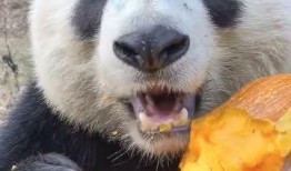 带你吃瓜奇葩熊猫,带你领略“吃瓜熊猫”的独特魅力