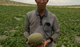 杨航吃瓜,揭秘娱乐圈幕后故事