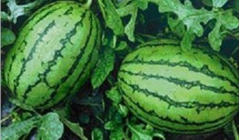 水果瓜该怎么吃,解锁美味新体验